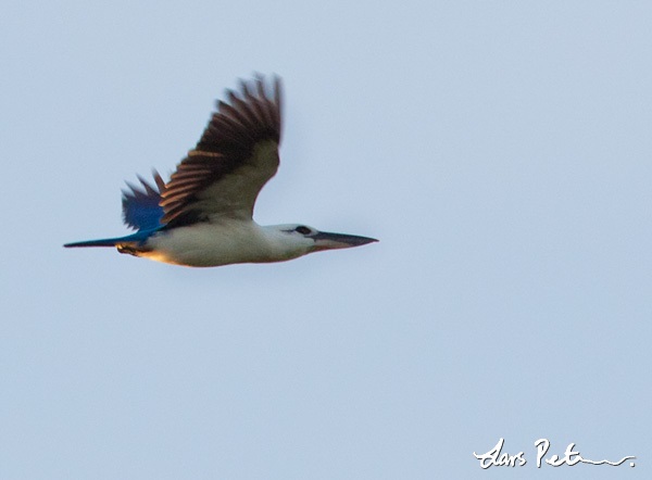 Beach Kingfisher